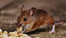 24 Hour & Emergency Exterminators in Barium Springs, NC
